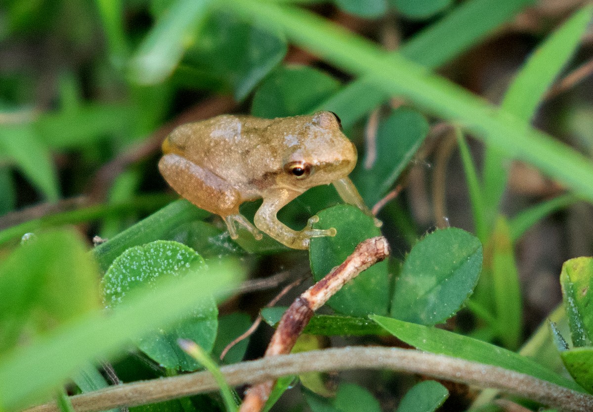 Spring Peeper - ML657907239