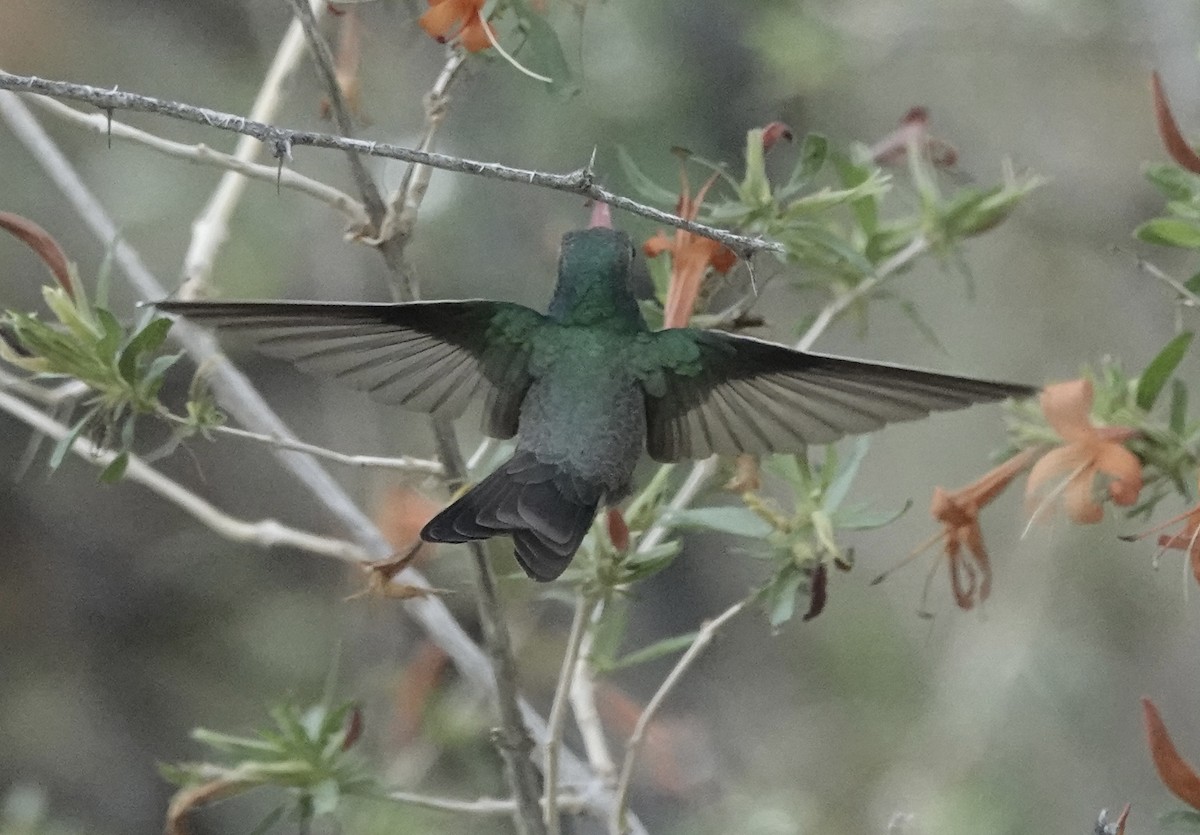 Geniş Gagalı Kolibri - ML657907453