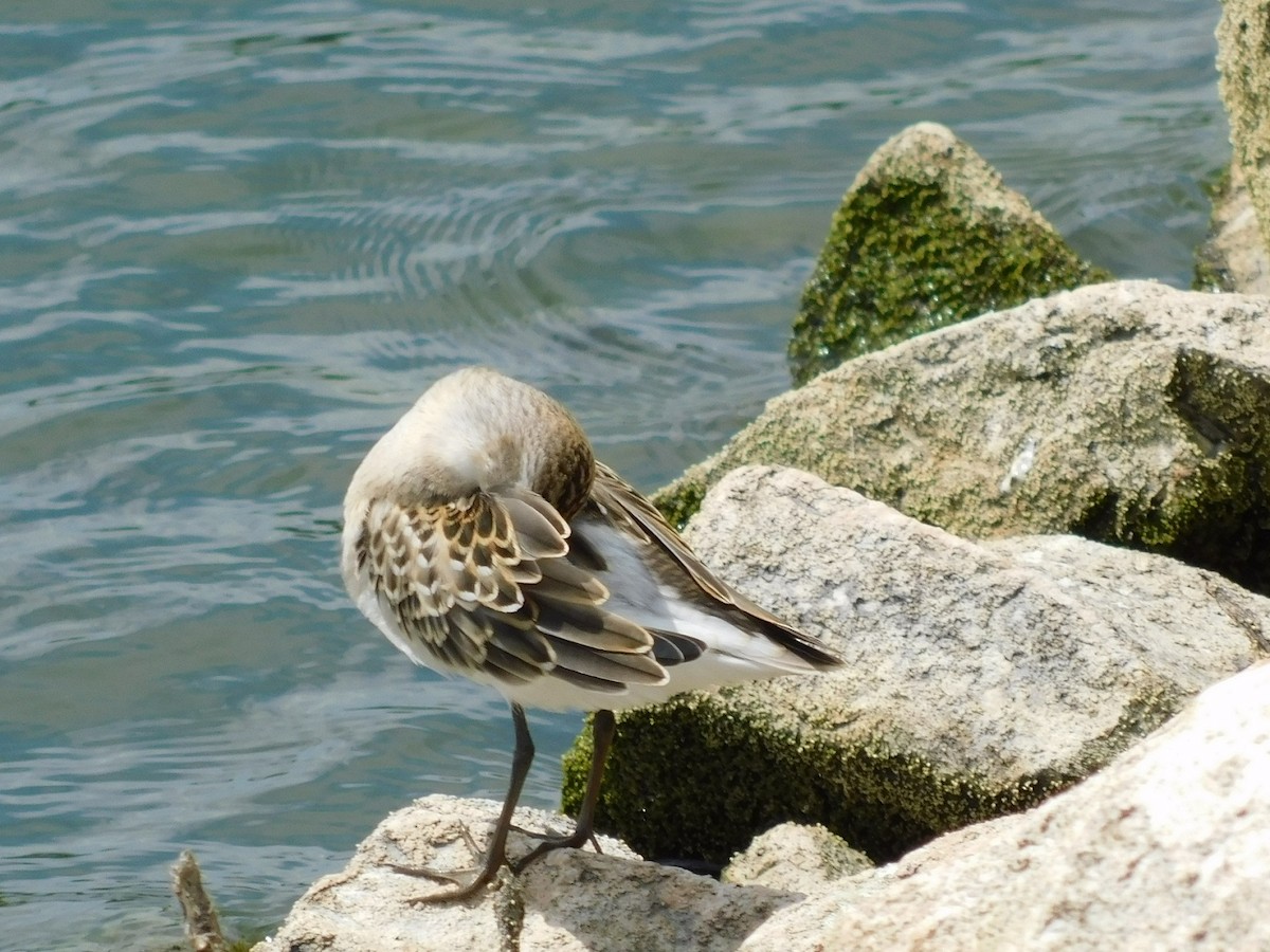 Sandstrandläufer - ML65790761