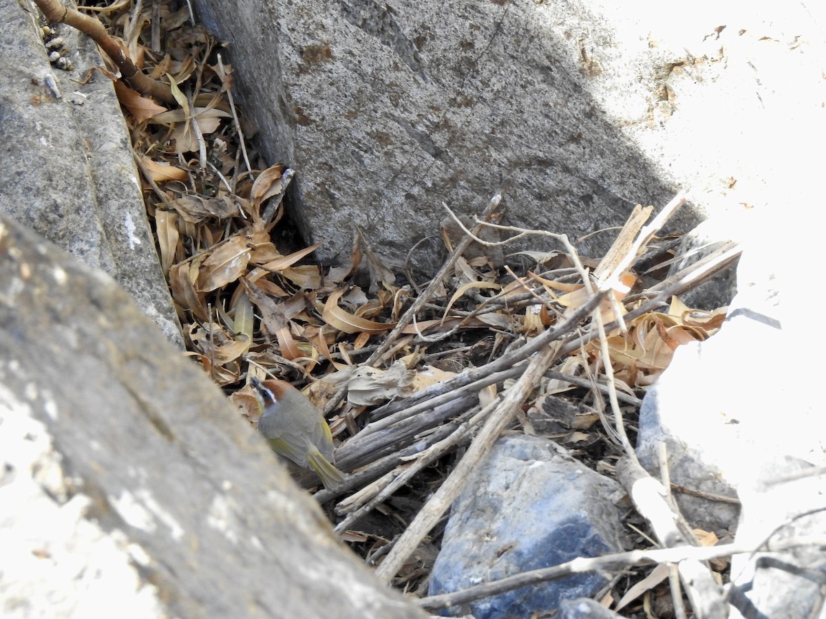 Kızıl Alınlı Ötleğen - ML657907652