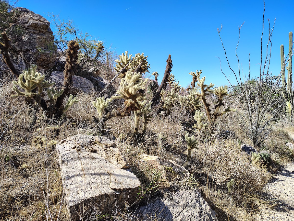 null - ML657908230