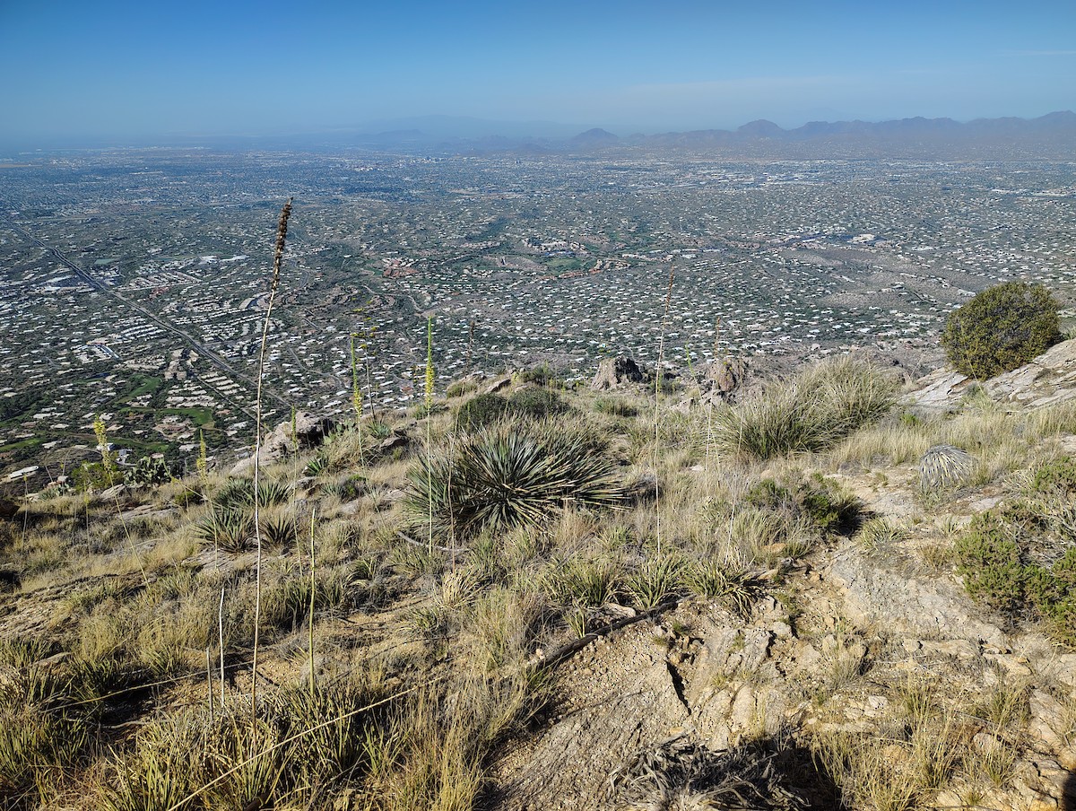 null - ML657908424