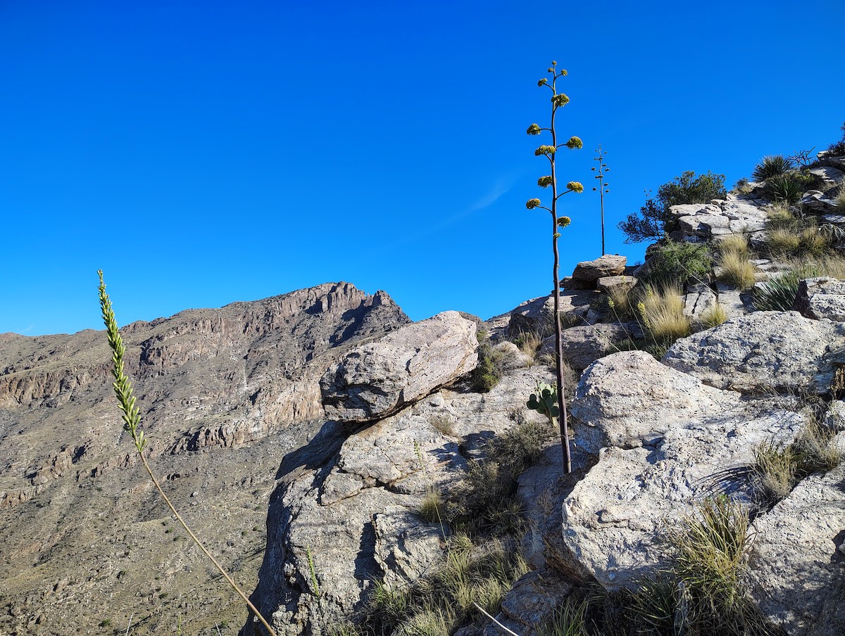 null - ML657908491