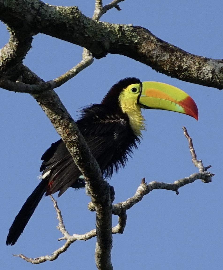 Keel-billed Toucan - ML657908728