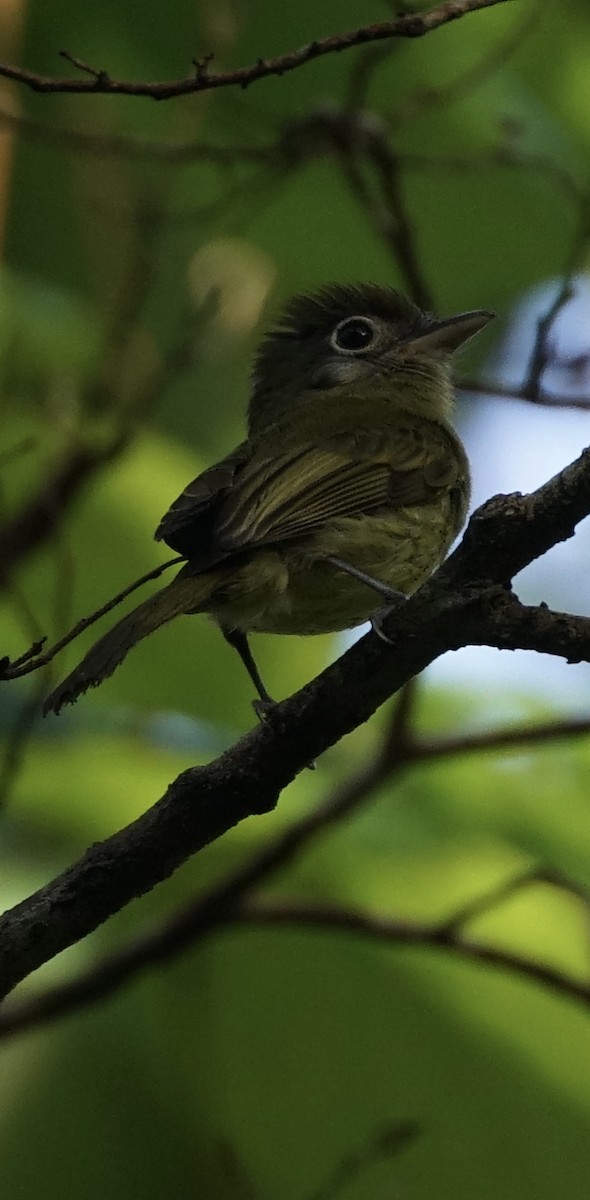 Eye-ringed Flatbill - ML657908758