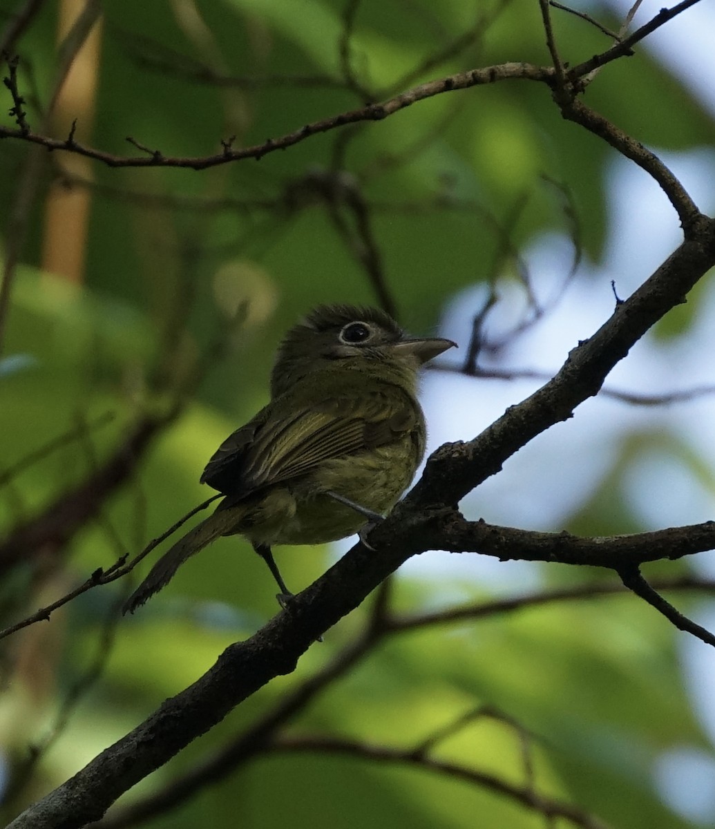 Eye-ringed Flatbill - ML657908759