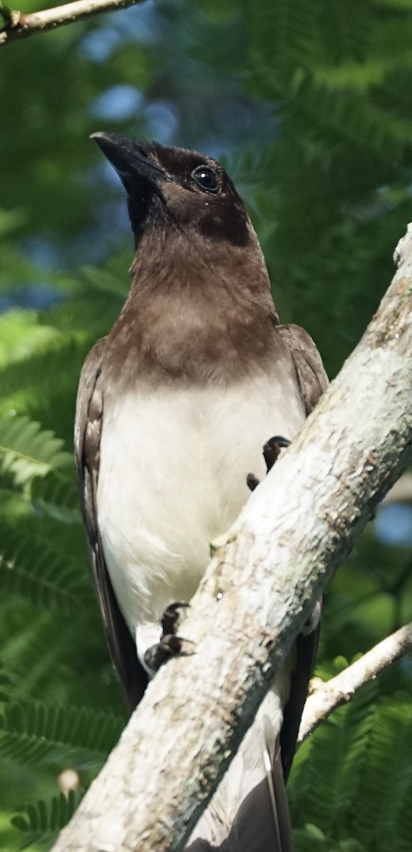Brown Jay - ML657908793