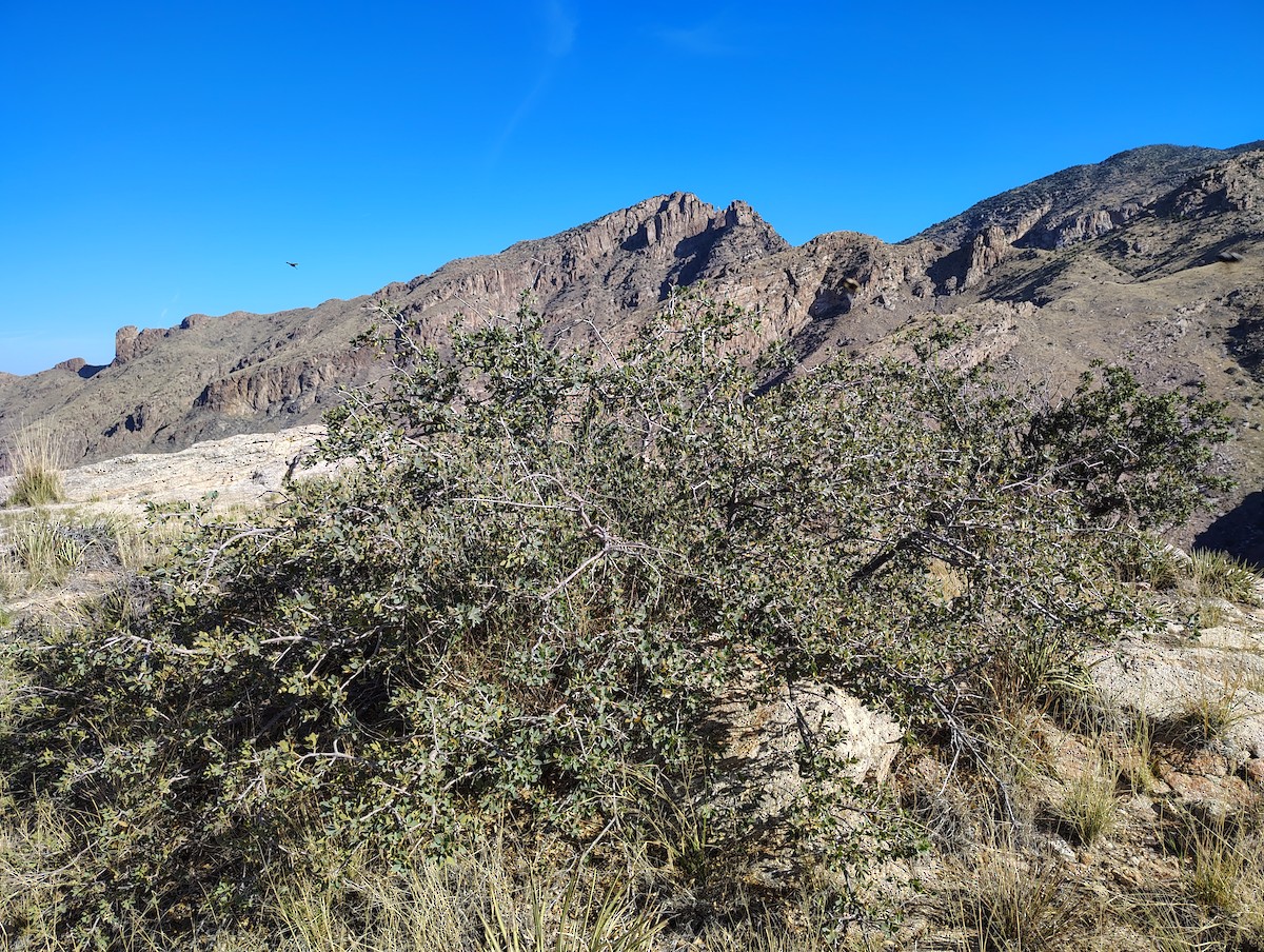 null - ML657909055