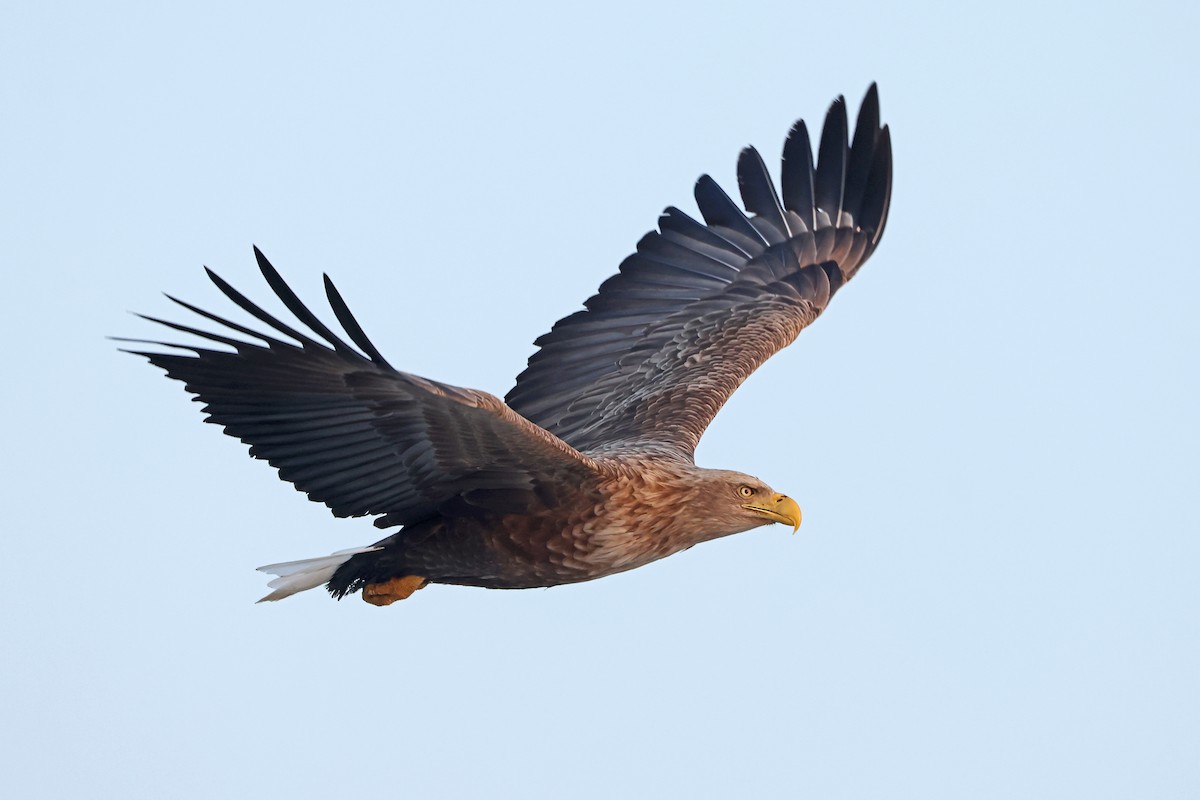 White-tailed Eagle - ML657909088