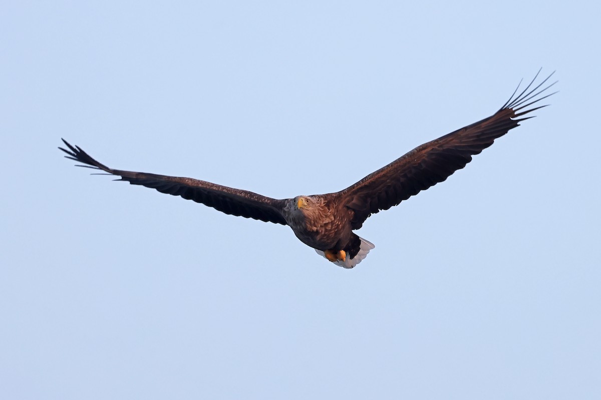 White-tailed Eagle - ML657909096