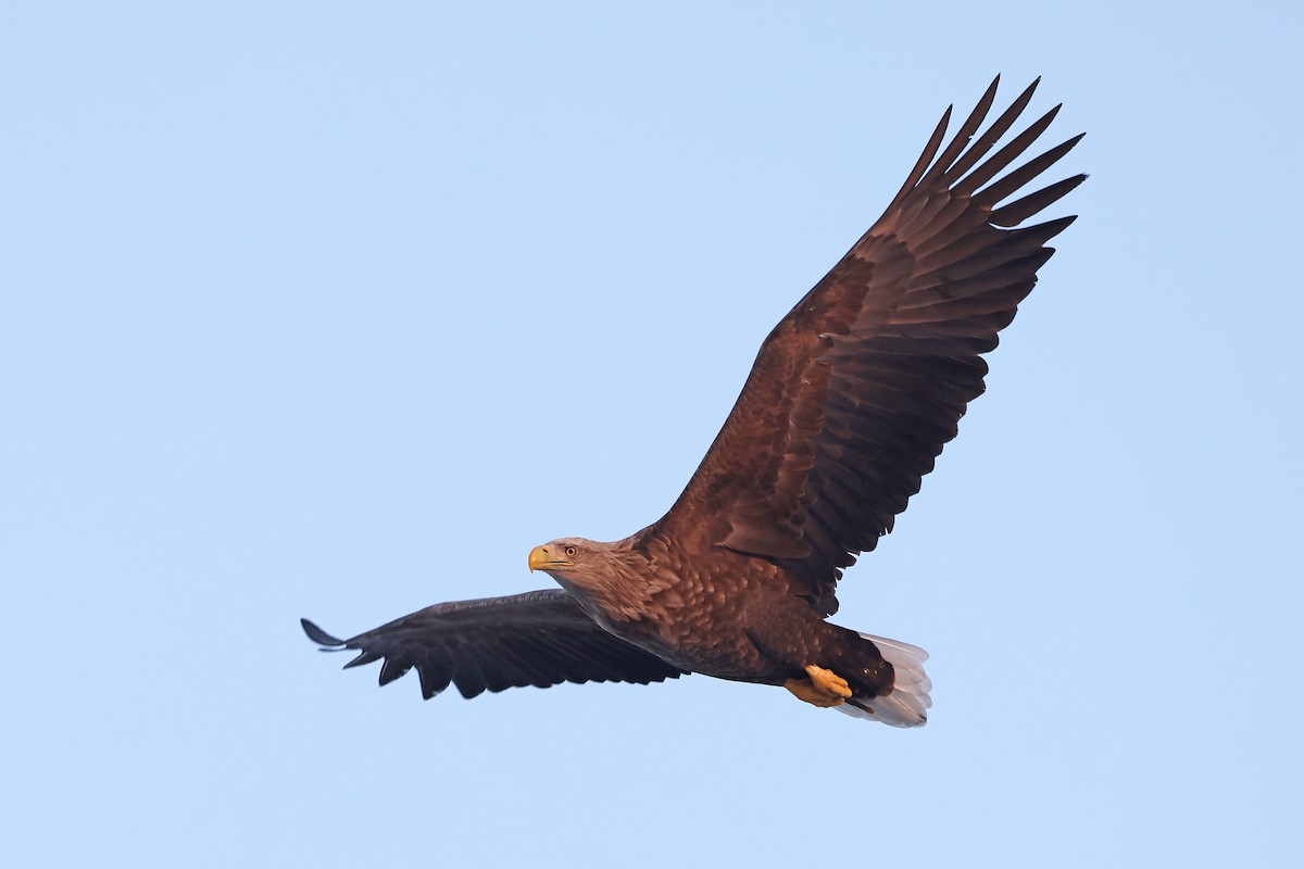White-tailed Eagle - ML657909097