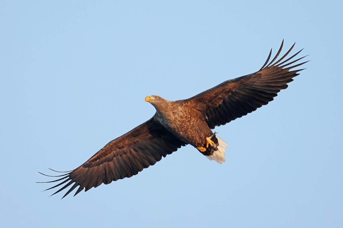 White-tailed Eagle - ML657909103