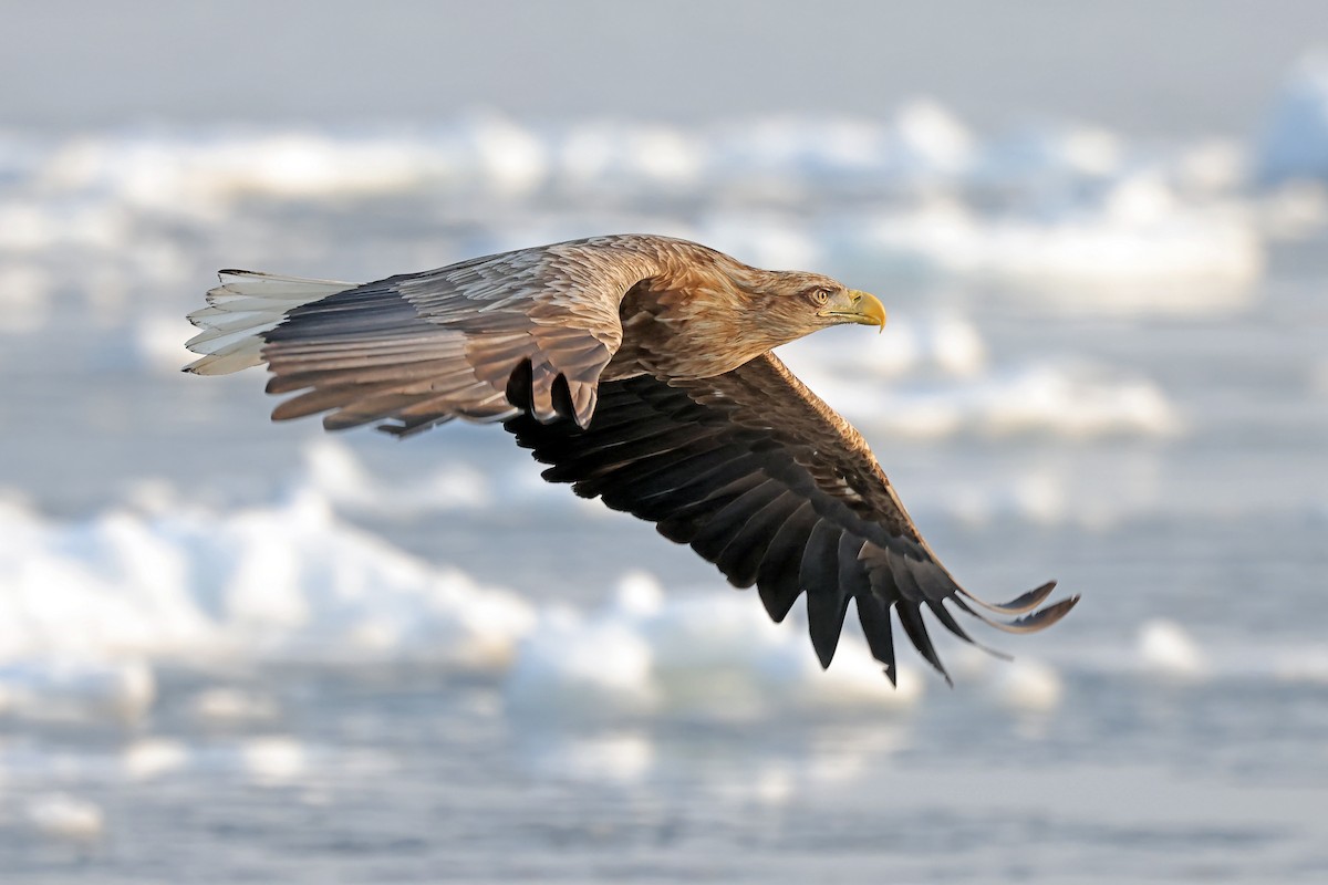 White-tailed Eagle - ML657909109