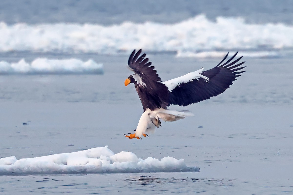 Steller's Sea-Eagle - ML657909149
