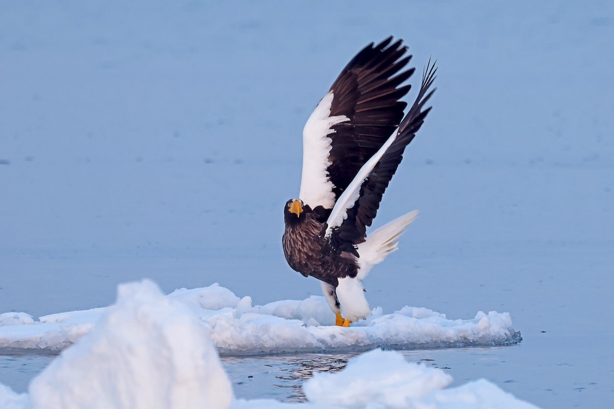 Steller's Sea-Eagle - ML657909162