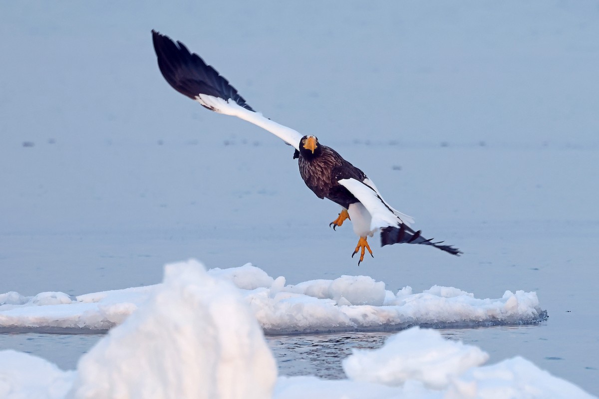 Steller's Sea-Eagle - ML657909167