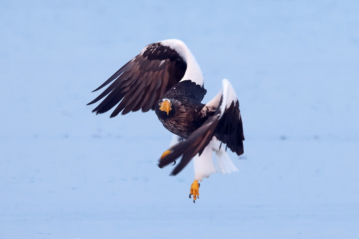 Steller's Sea-Eagle - ML657909178