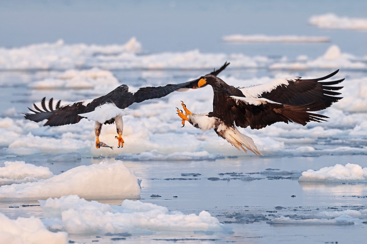 Steller's Sea-Eagle - ML657909186