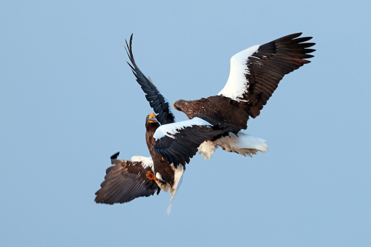 Steller's Sea-Eagle - ML657909190