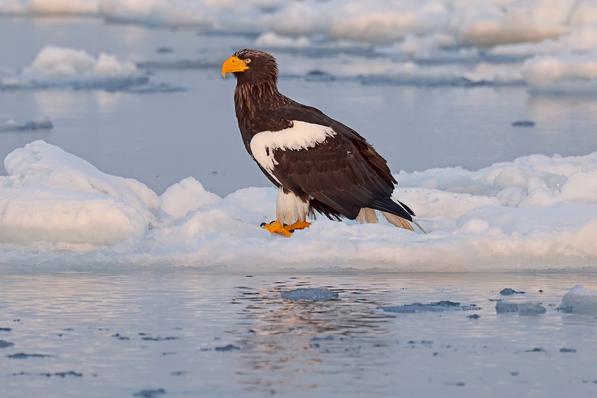 Steller's Sea-Eagle - ML657909196
