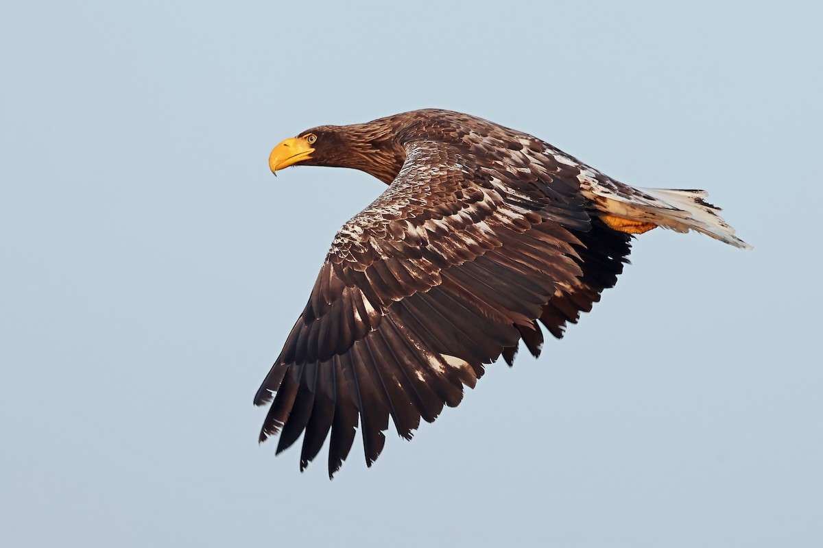 Steller's Sea-Eagle - ML657909203