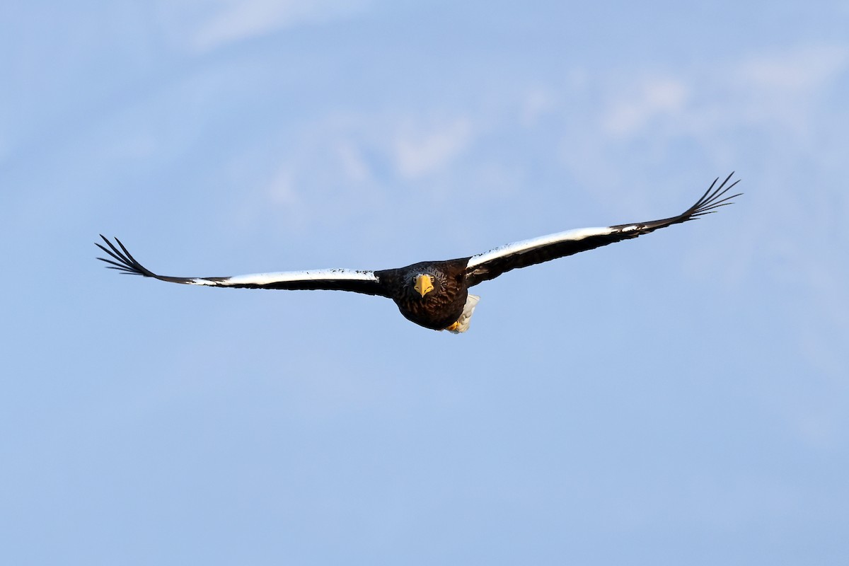 Steller's Sea-Eagle - ML657909223
