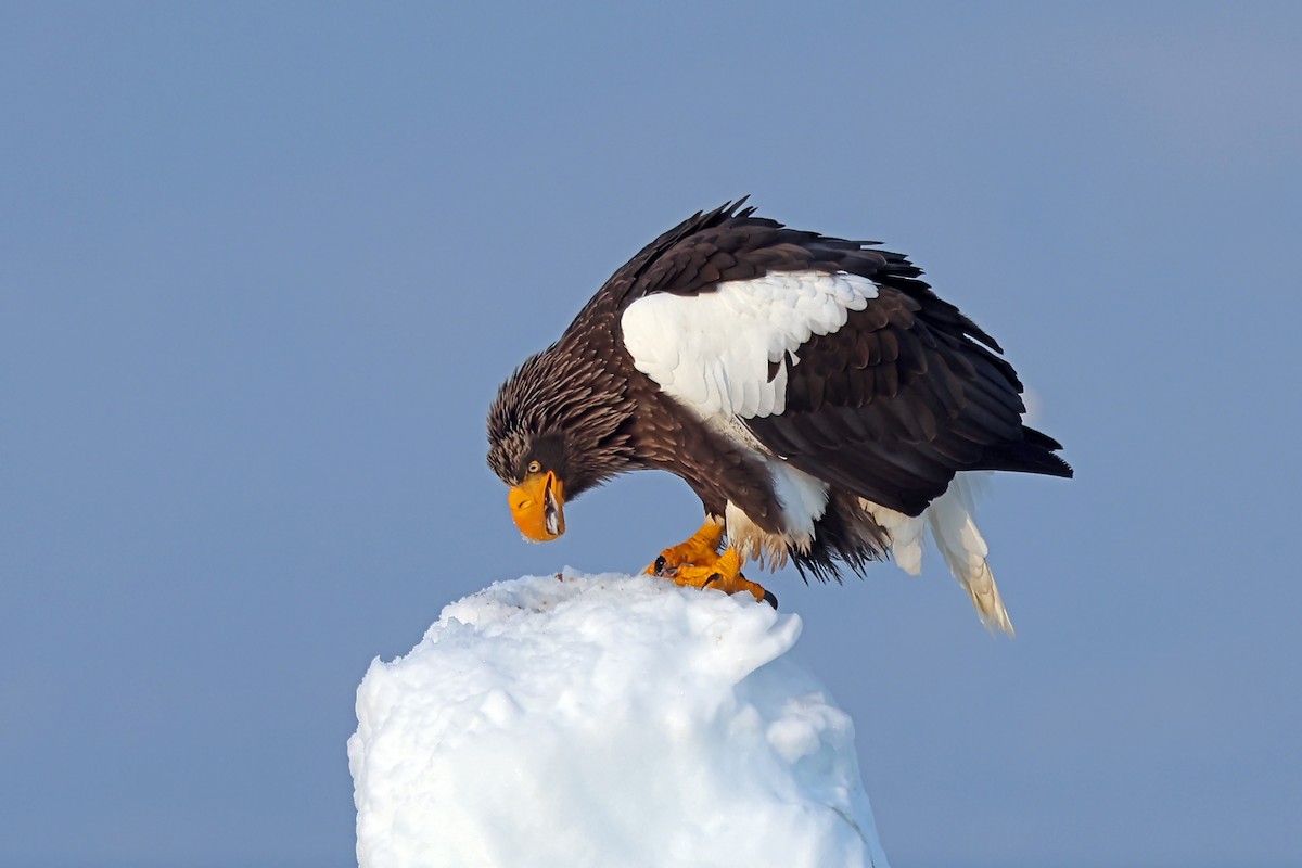 Steller's Sea-Eagle - ML657909235
