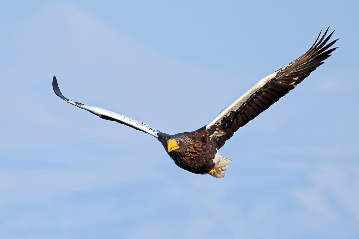 Steller's Sea-Eagle - ML657909259