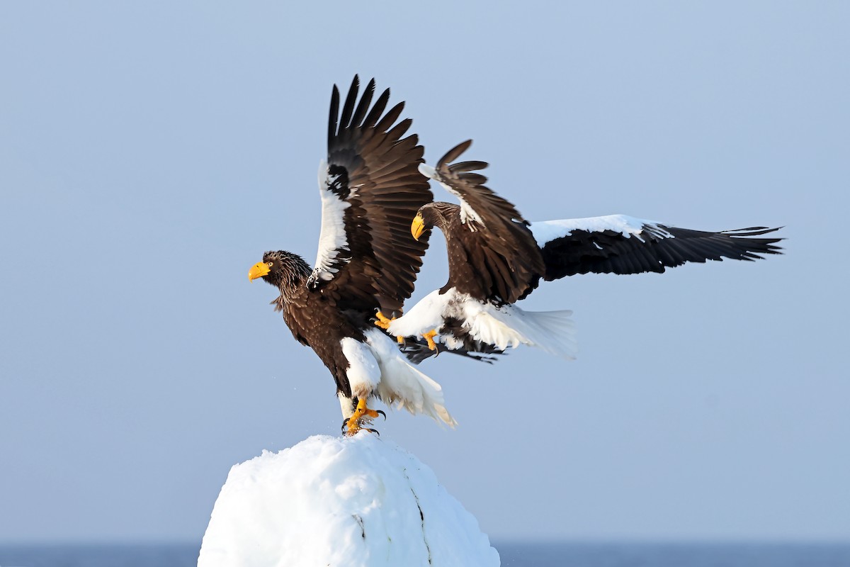 Steller's Sea-Eagle - ML657909264