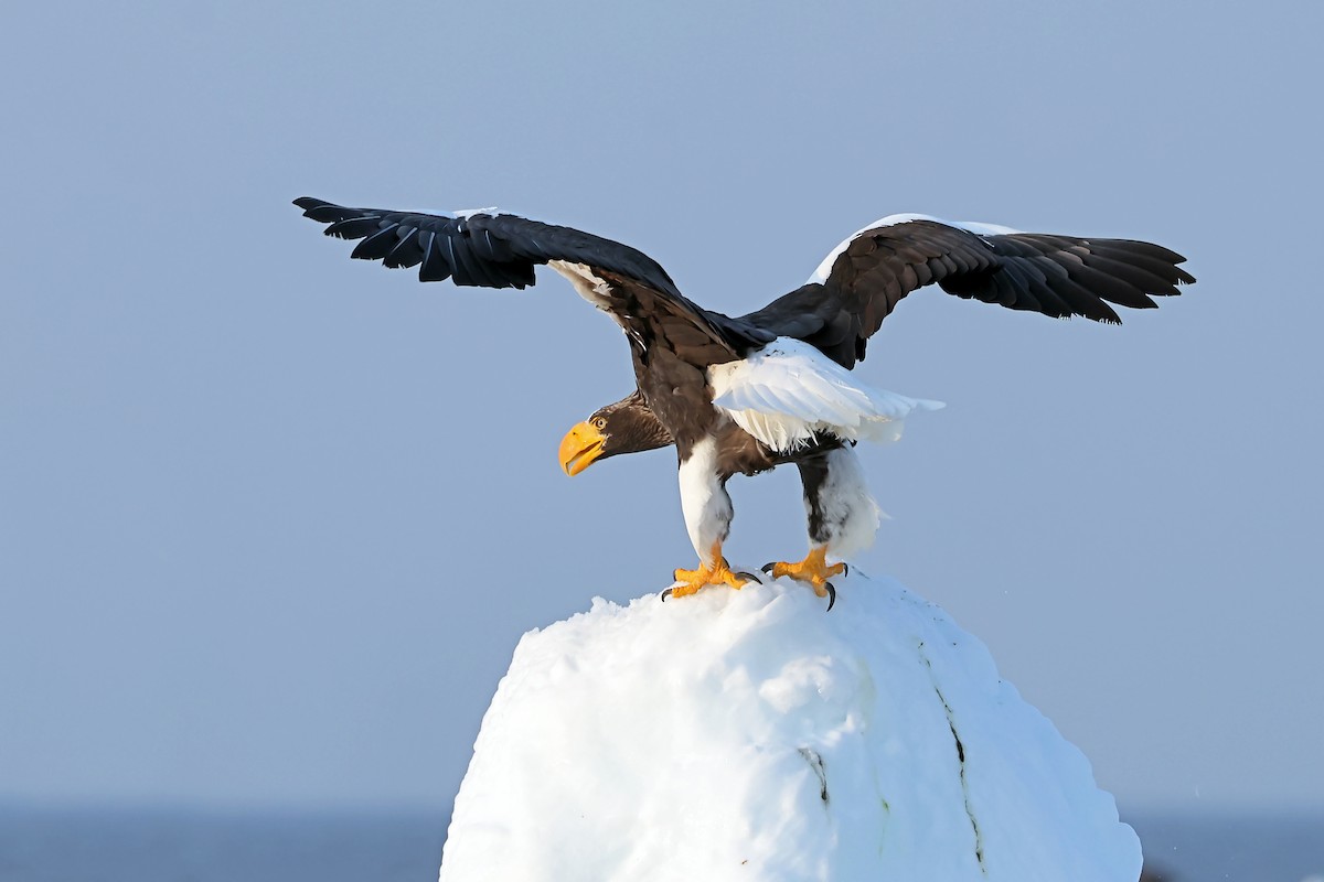 Steller's Sea-Eagle - ML657909266