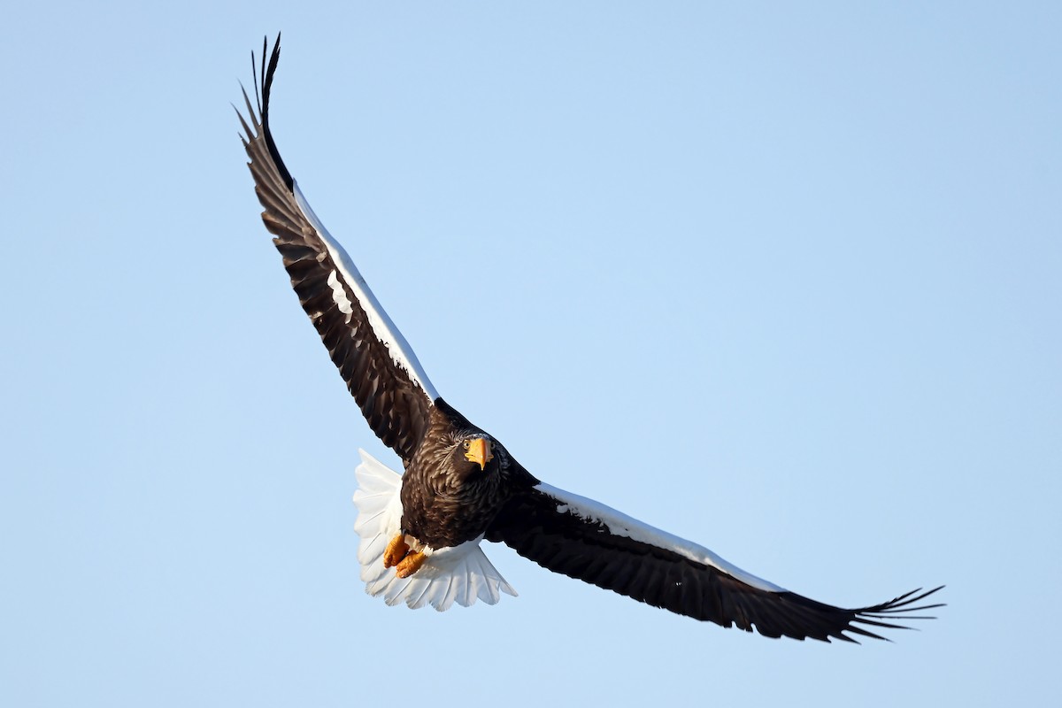 Steller's Sea-Eagle - ML657909274
