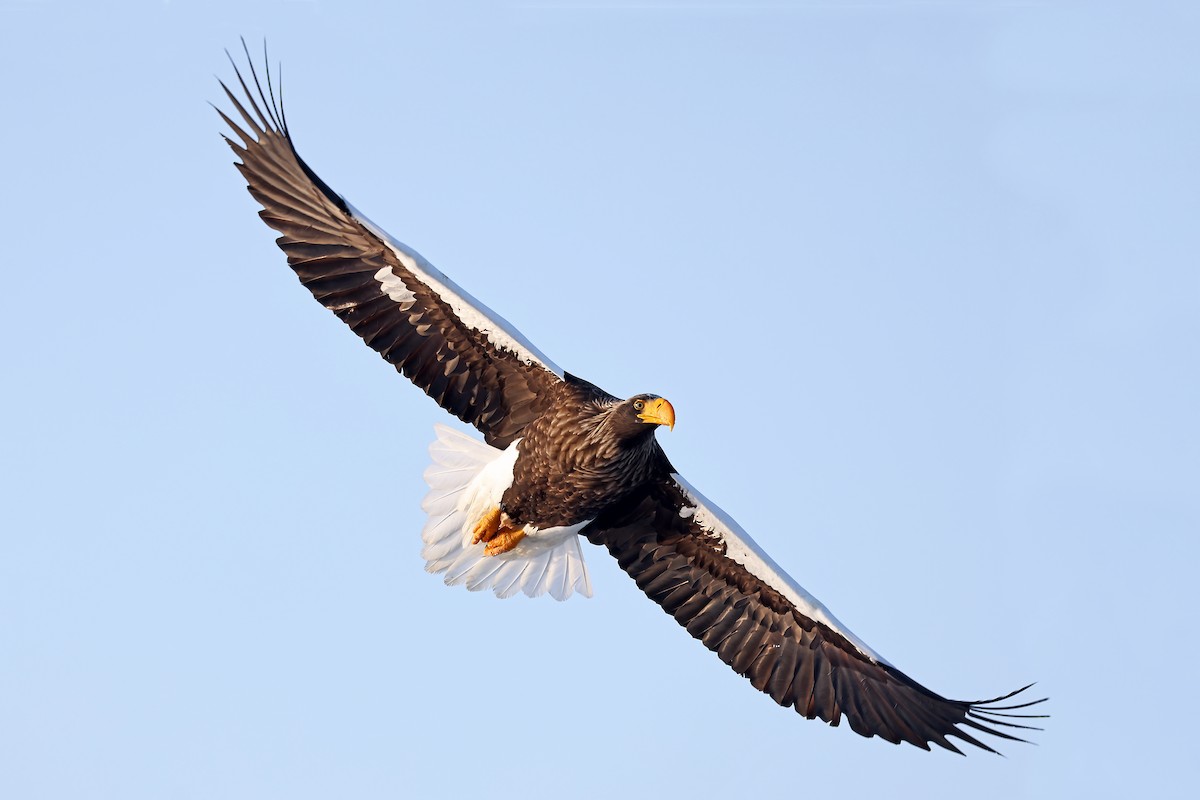 Steller's Sea-Eagle - ML657909280