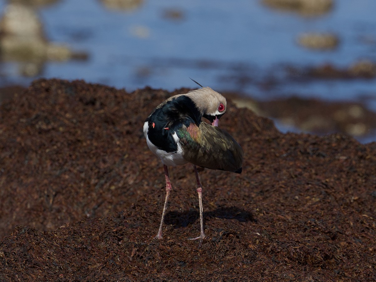 Southern Lapwing - ML657909285