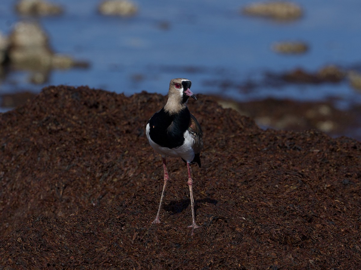 Southern Lapwing - ML657909286