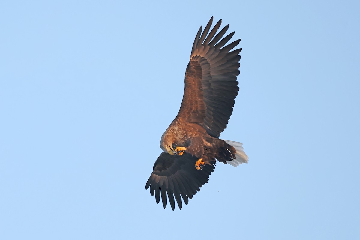 White-tailed Eagle - ML657909589