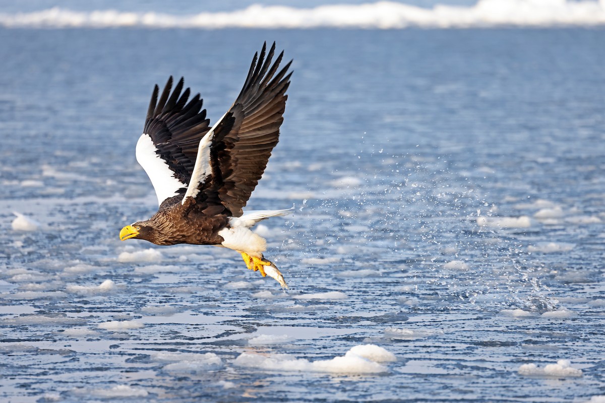 Steller's Sea-Eagle - ML657909700