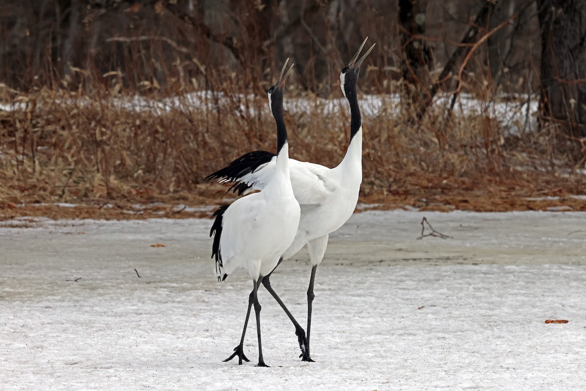 Red-crowned Crane - ML657909843