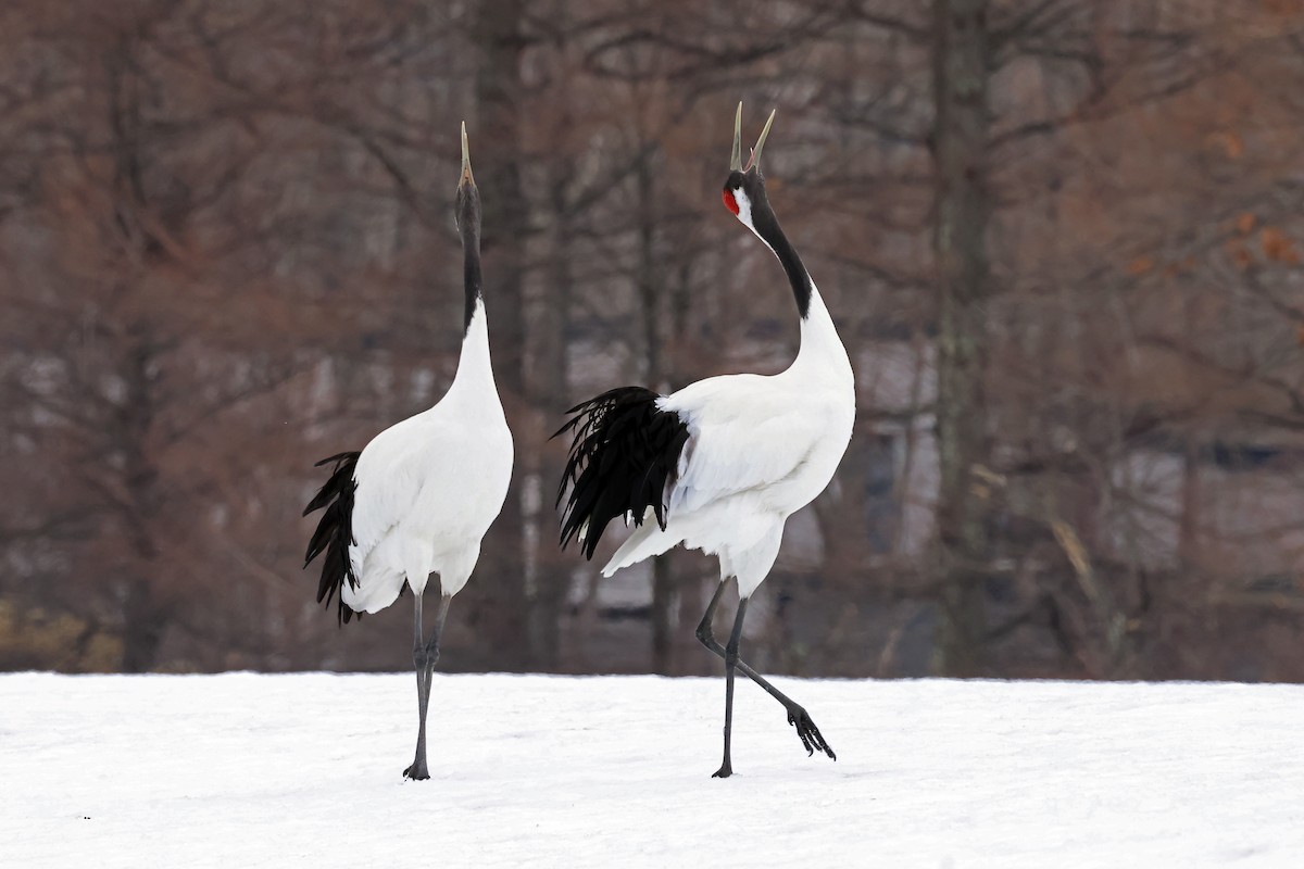 Red-crowned Crane - ML657909844