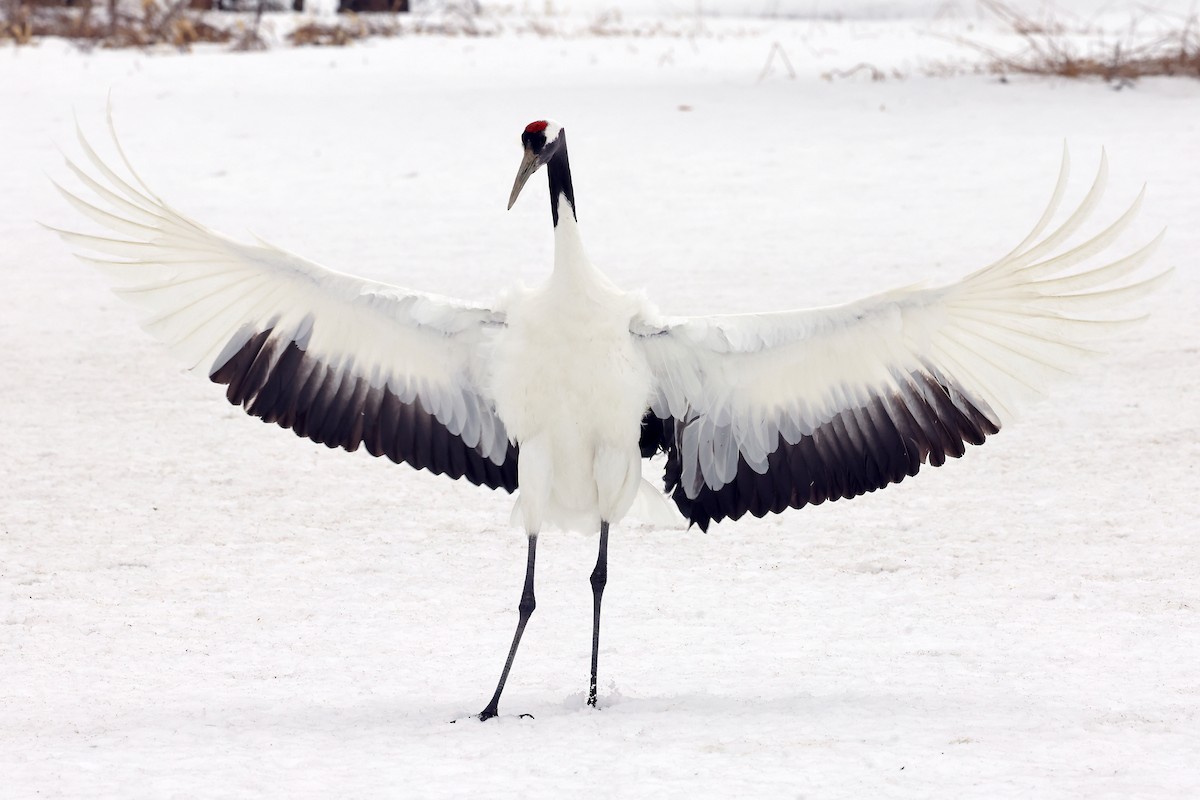 Red-crowned Crane - ML657909847