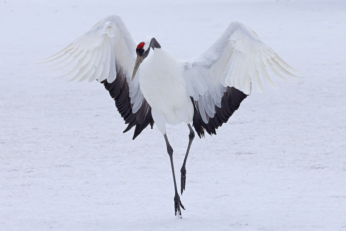 Red-crowned Crane - ML657909852