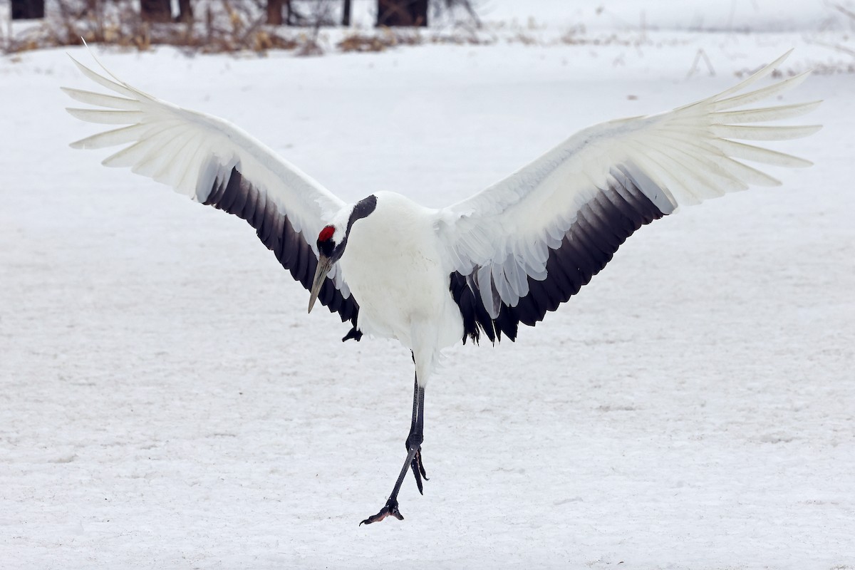 Red-crowned Crane - ML657909854