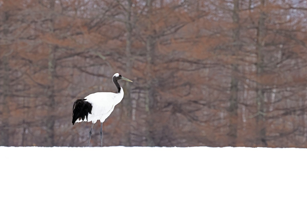 Red-crowned Crane - ML657909858