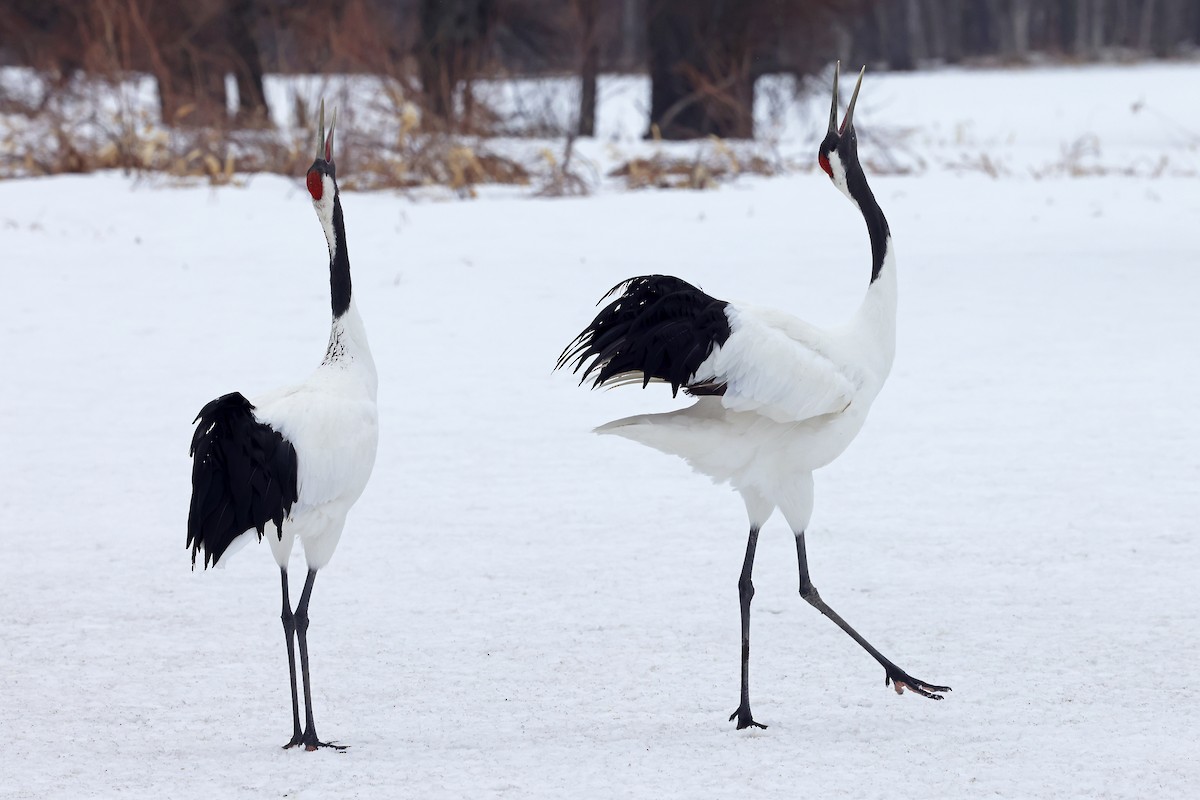 Red-crowned Crane - ML657909863
