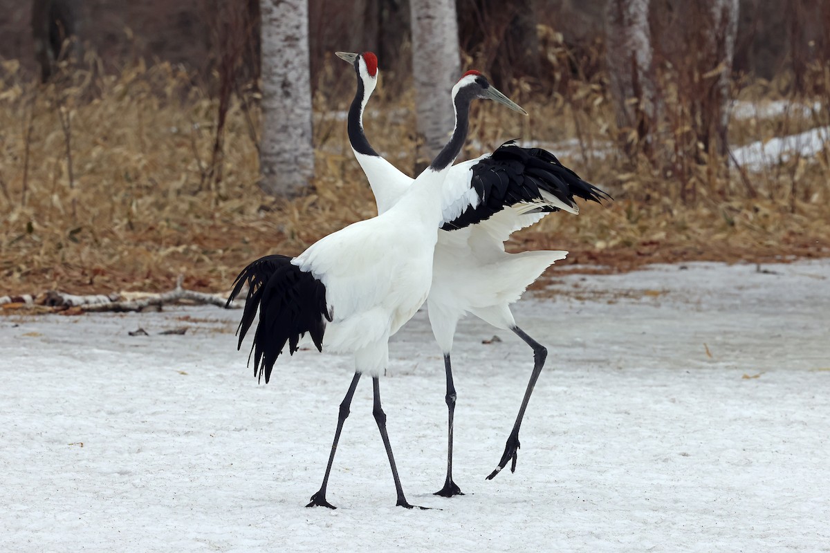 Red-crowned Crane - ML657909870
