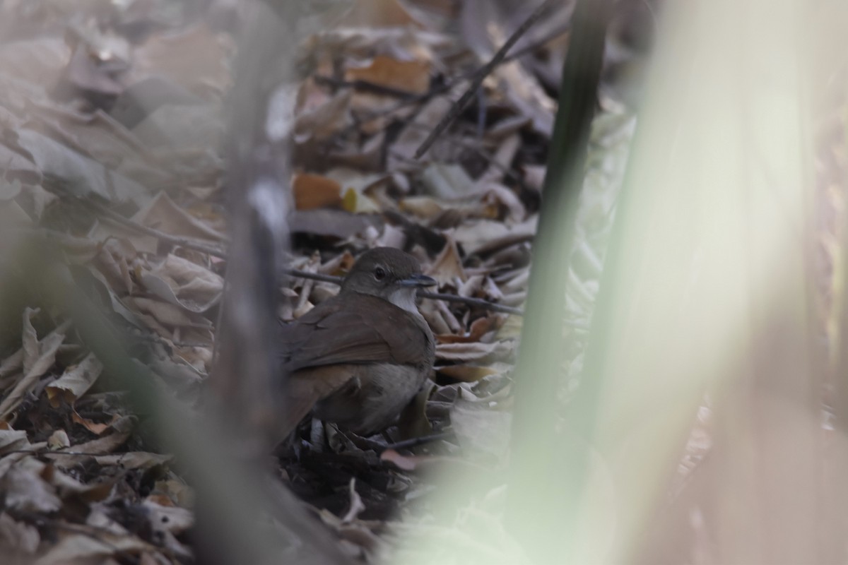Terrestrial Brownbul - ML657910367