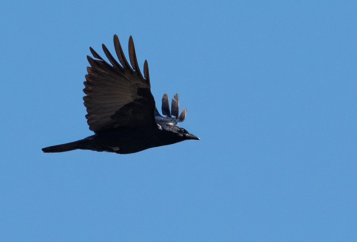 Fish Crow - ML657910845