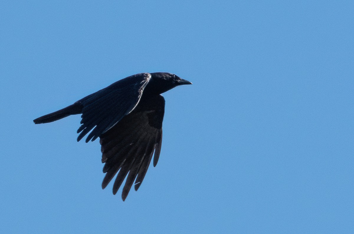 Fish Crow - ML657910846