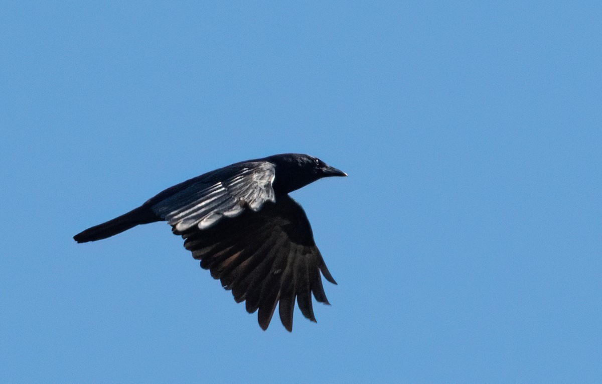 Fish Crow - ML657910847