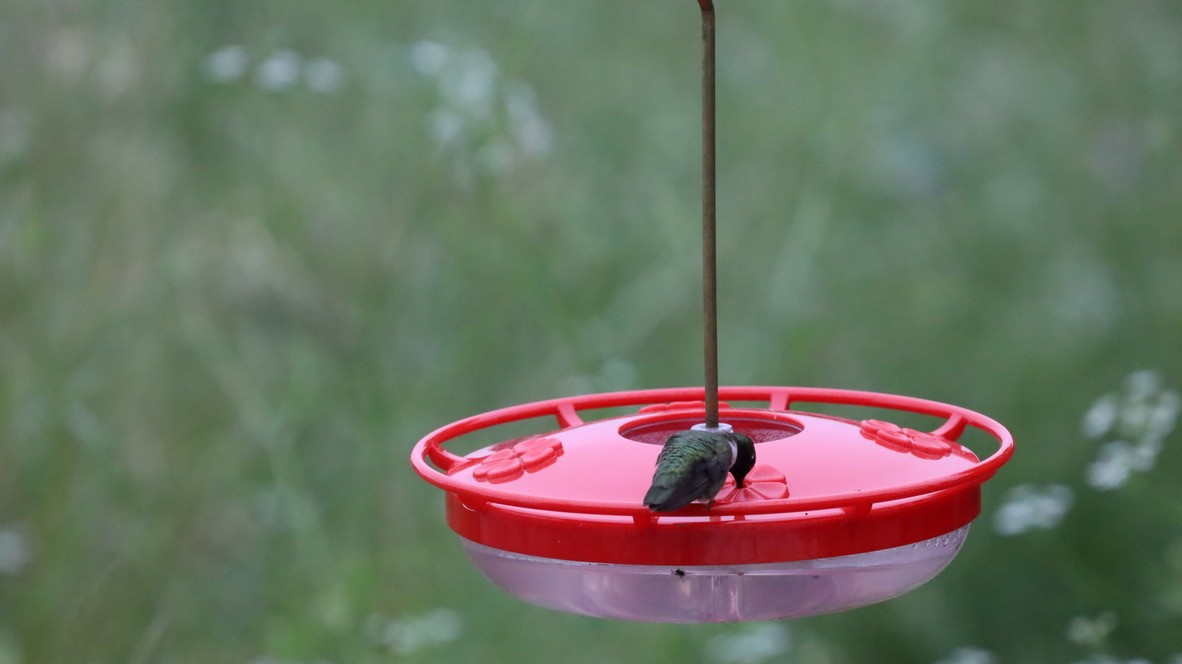 Colibrí Gorjinegro - ML657911119