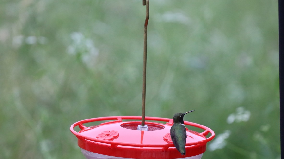 Colibrí Gorjinegro - ML657911122